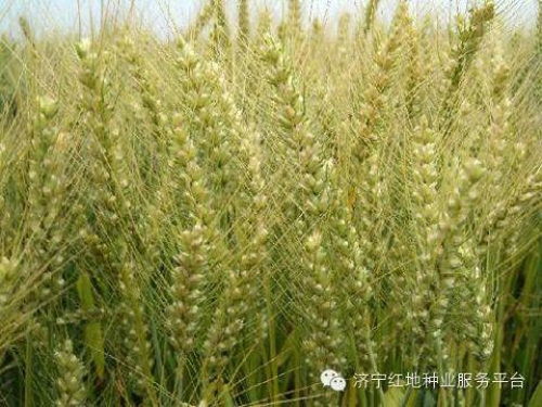 冬小麦氮肥后移延衰高产栽培技术