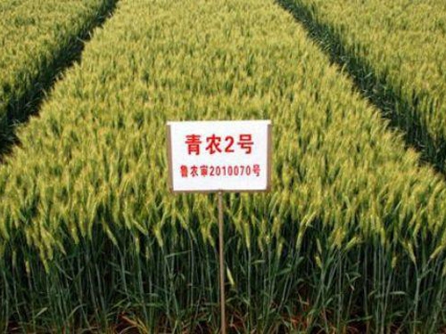 小麦生长发育对环境条件的要求