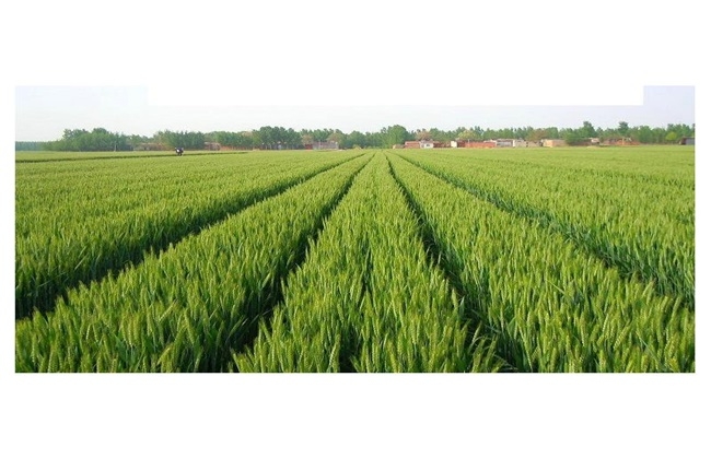 小麦种植的田间管理方法