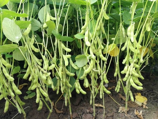 黄豆的播种方法