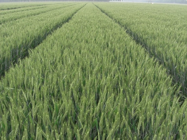 小麦返青期该如何追肥？